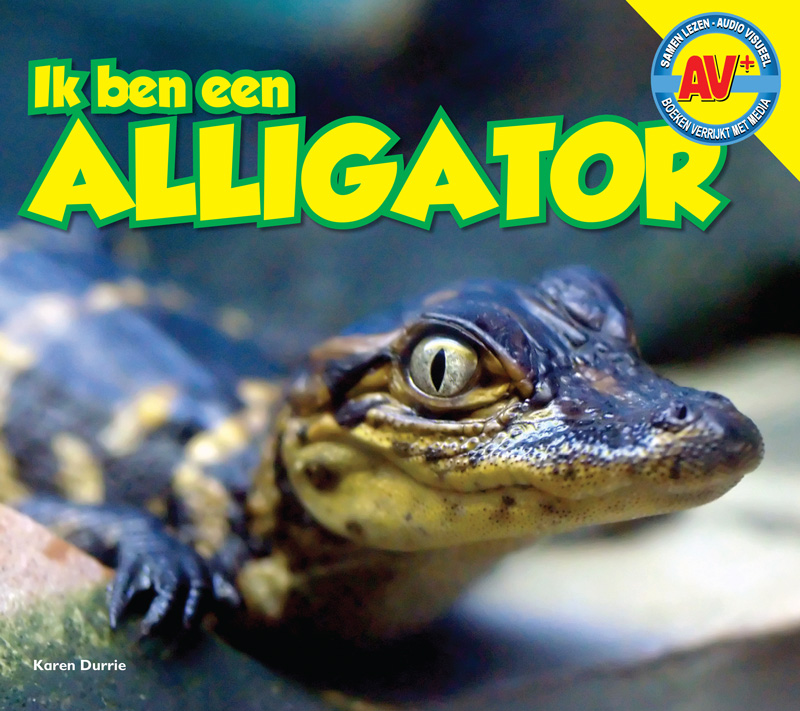 CNBAVP018 Alligator