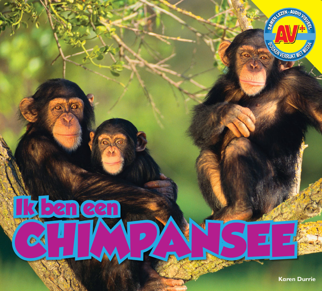 CNBAVP021 Chimpansee
